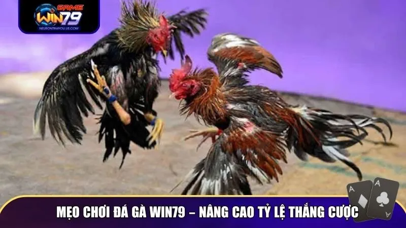 Người chơi đá gà online thành công thường dựa vào kỹ năng phân tích và kinh nghiệm